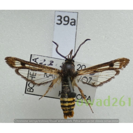 Pennisetia hylaeiformis (Laspeyres, 1801) Czech39a